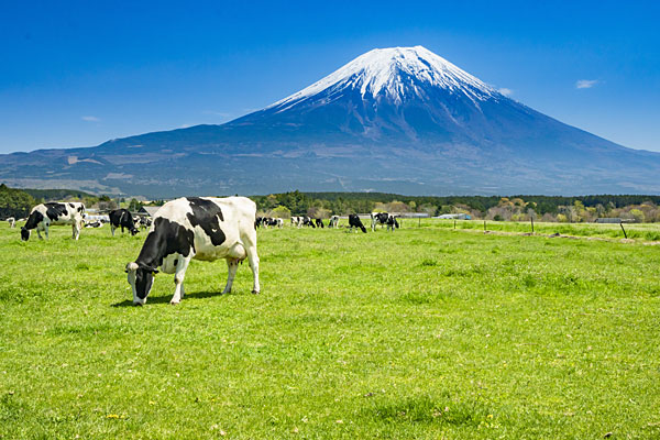 富士山玄武岩層が磨いた【プレミアム150プラス　富士山のバナジウム水】