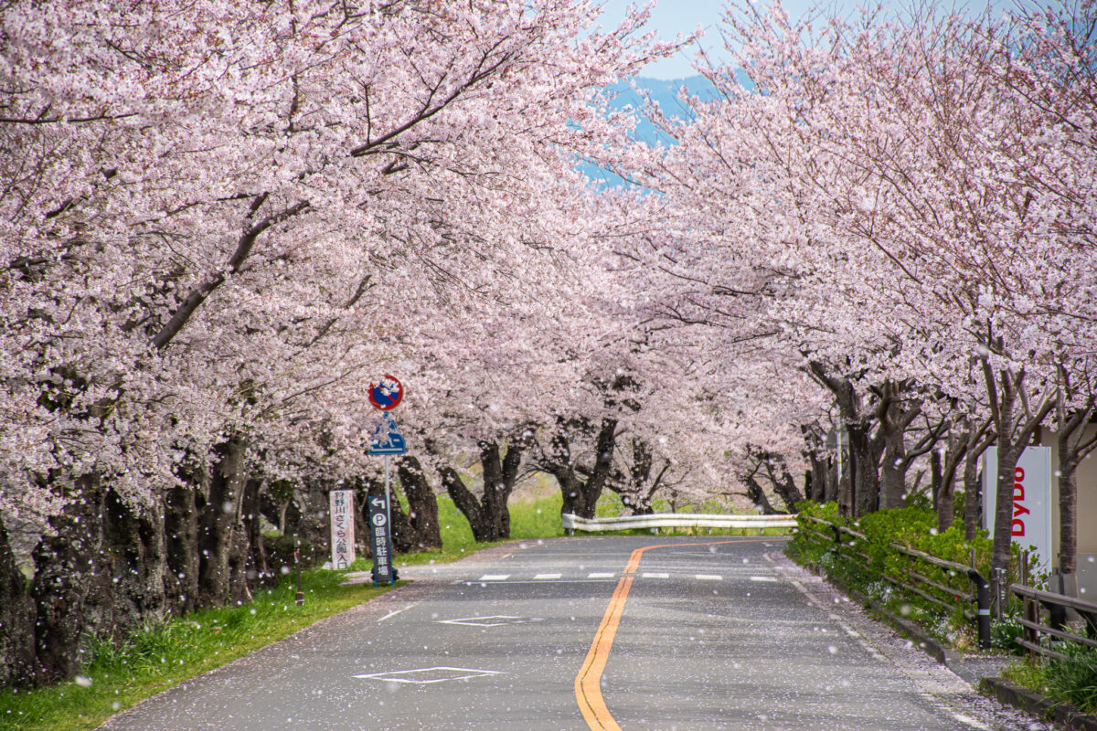 ゆったりとソメイヨシノを堪能！伊豆の国市の桜スポット